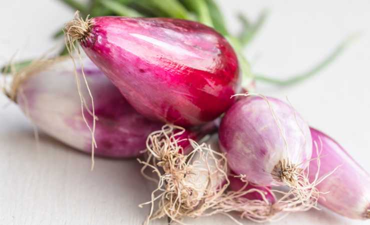 Cipolle rosse