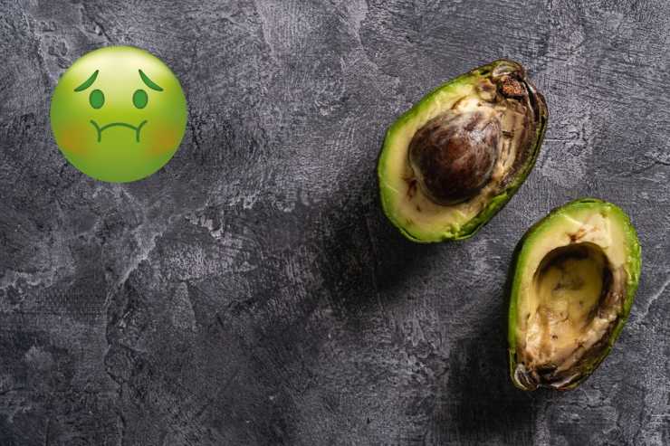 Avocado marcio
